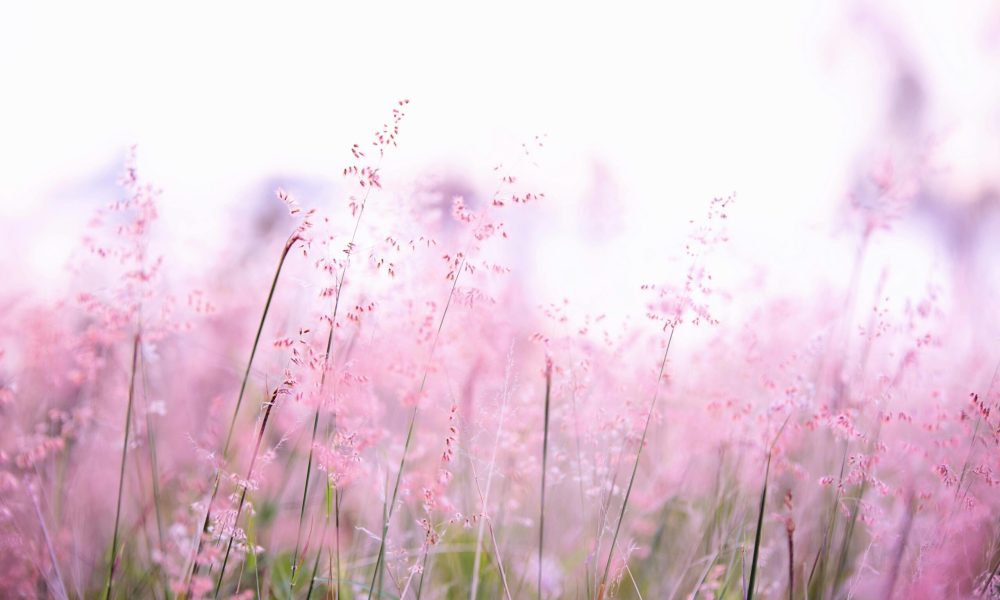 Delicate pink wildflowers softly swaying in a sunlit field, creating a tranquil and dreamy atmosphere.